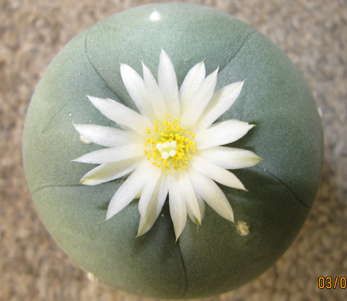 Lophophora Diffusa in flower